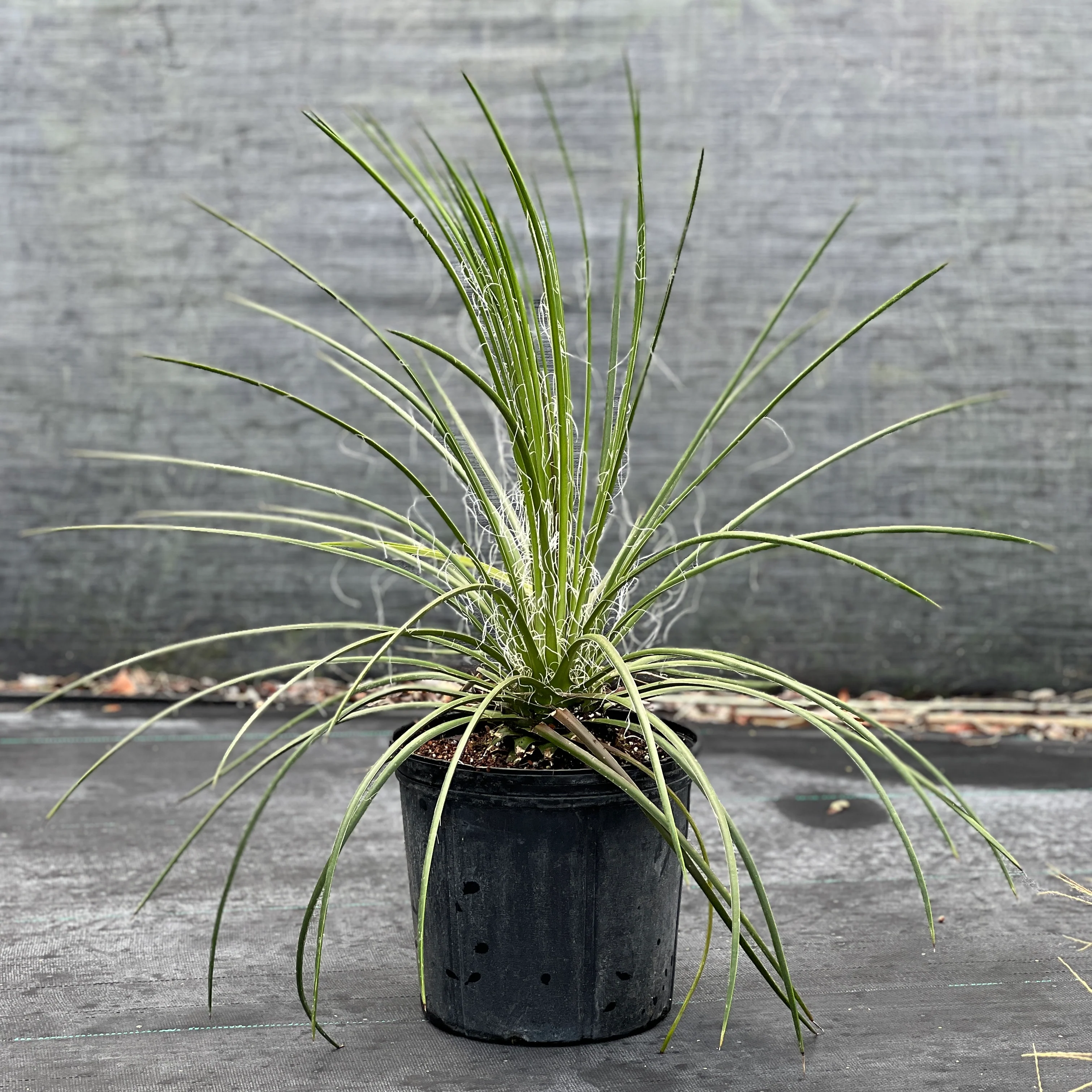 Agave geminiflora - Image 2