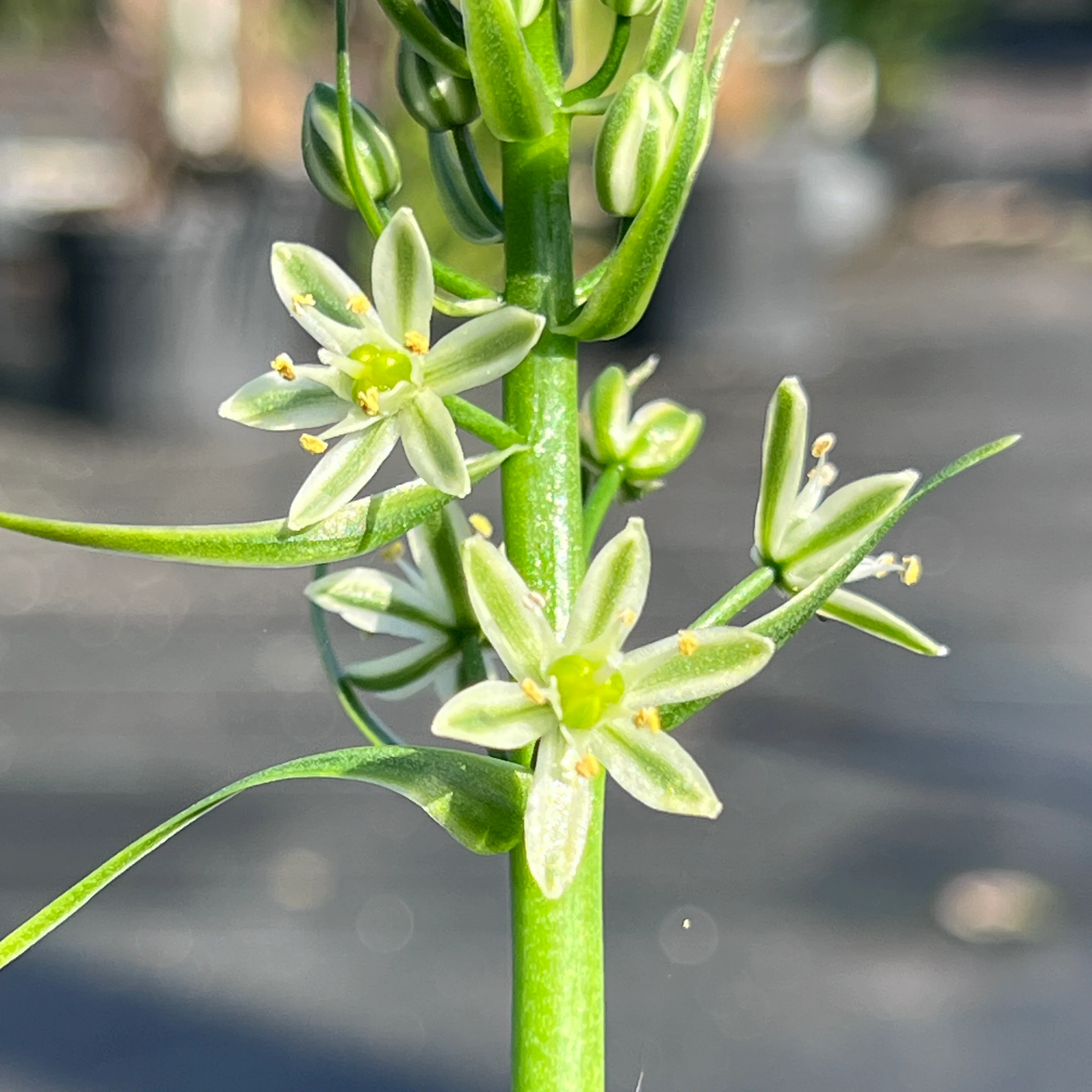 Albuca bracteata - Image 3