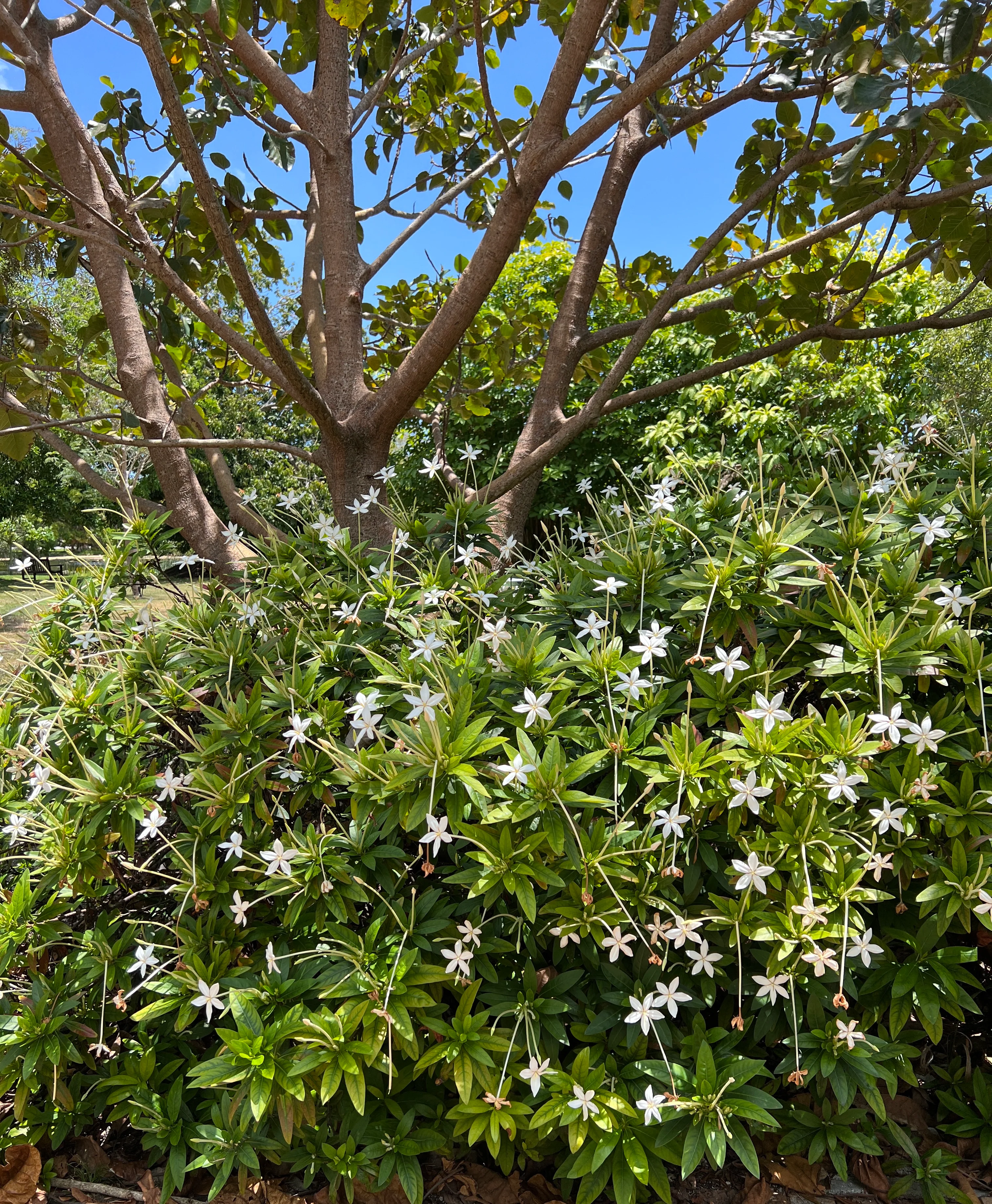 Alibertia sp. 'Shooting Star' - Image 4