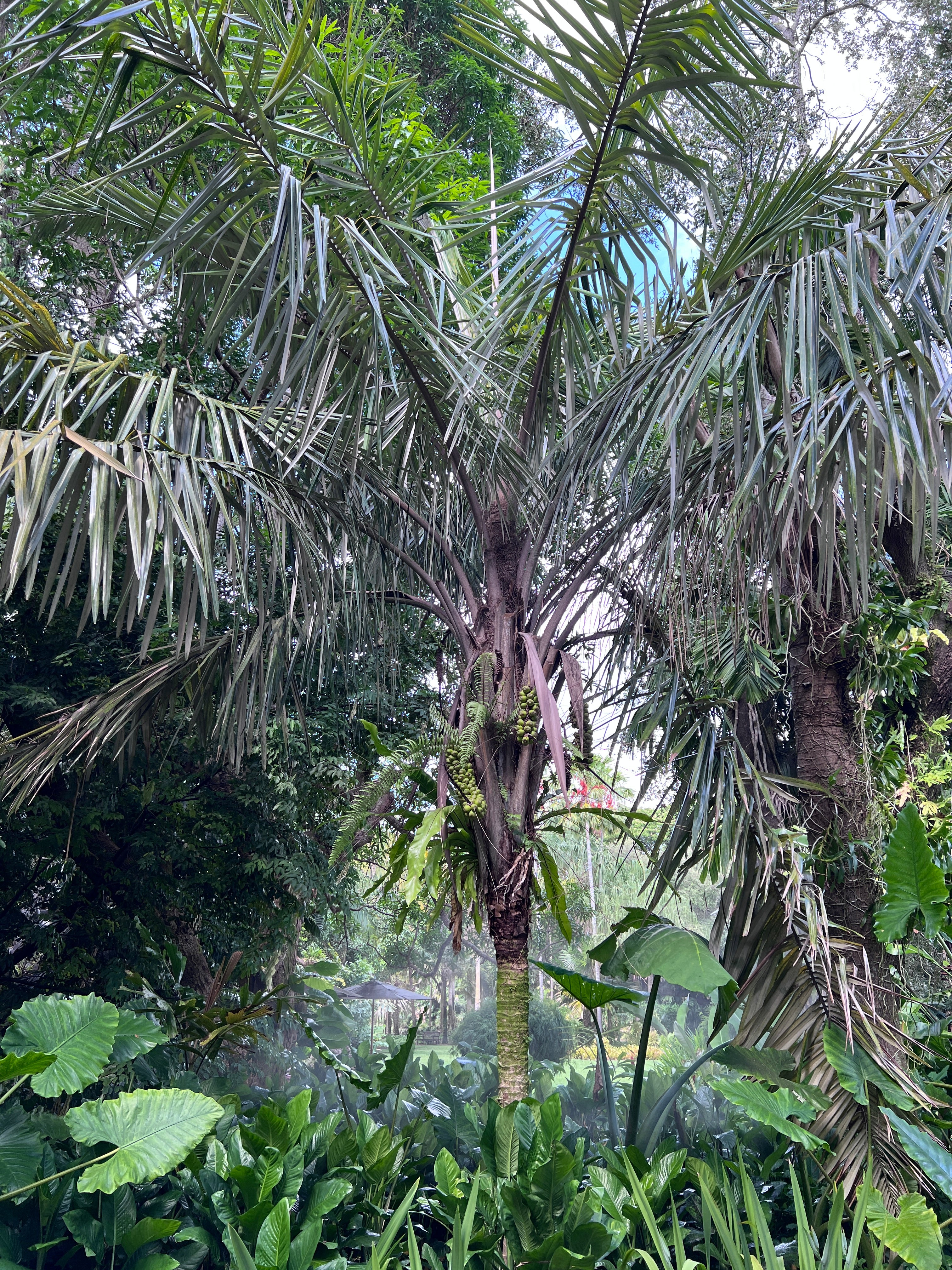 Palms & Cycads
