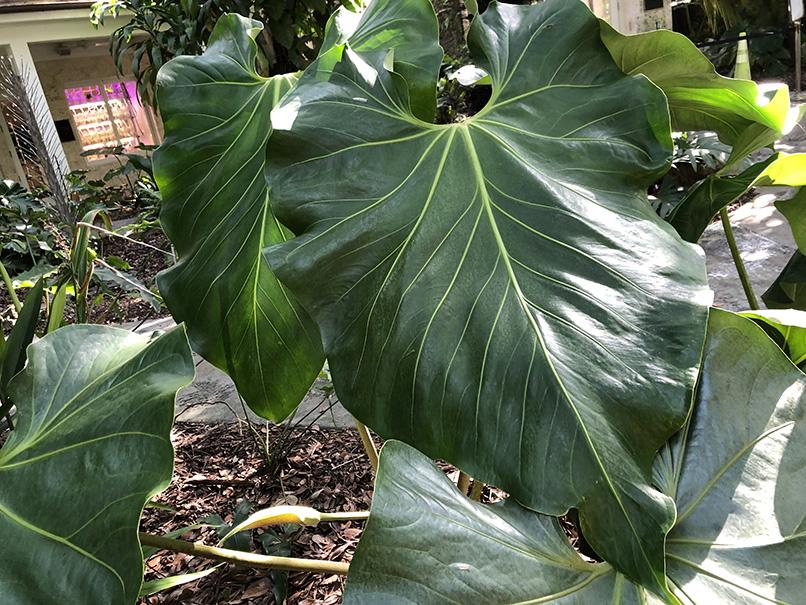Anthurium faustomirandae - Image 2
