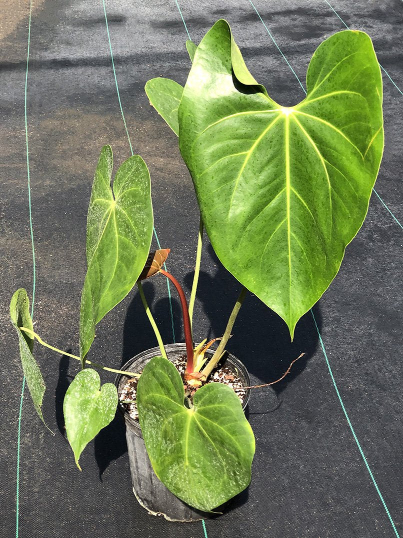 Anthurium faustomirandae - Image 3
