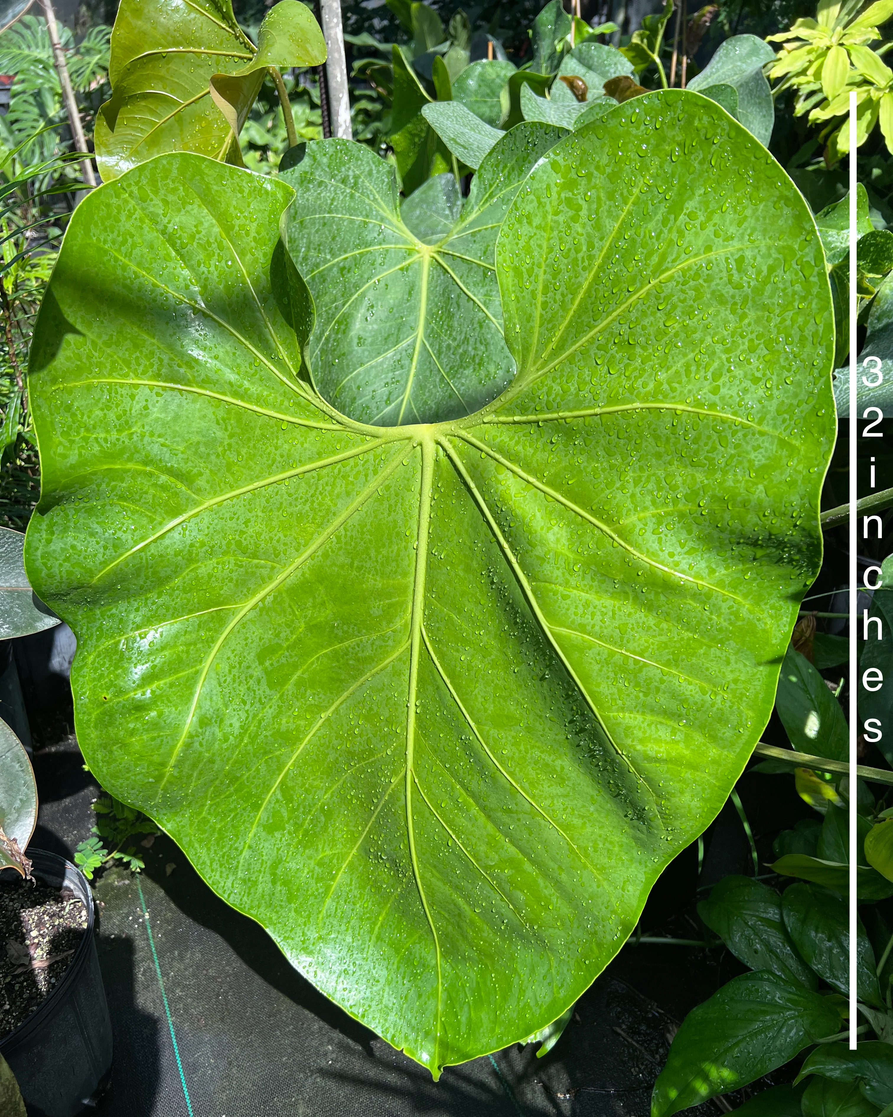 Anthurium faustomirandae - Image 4
