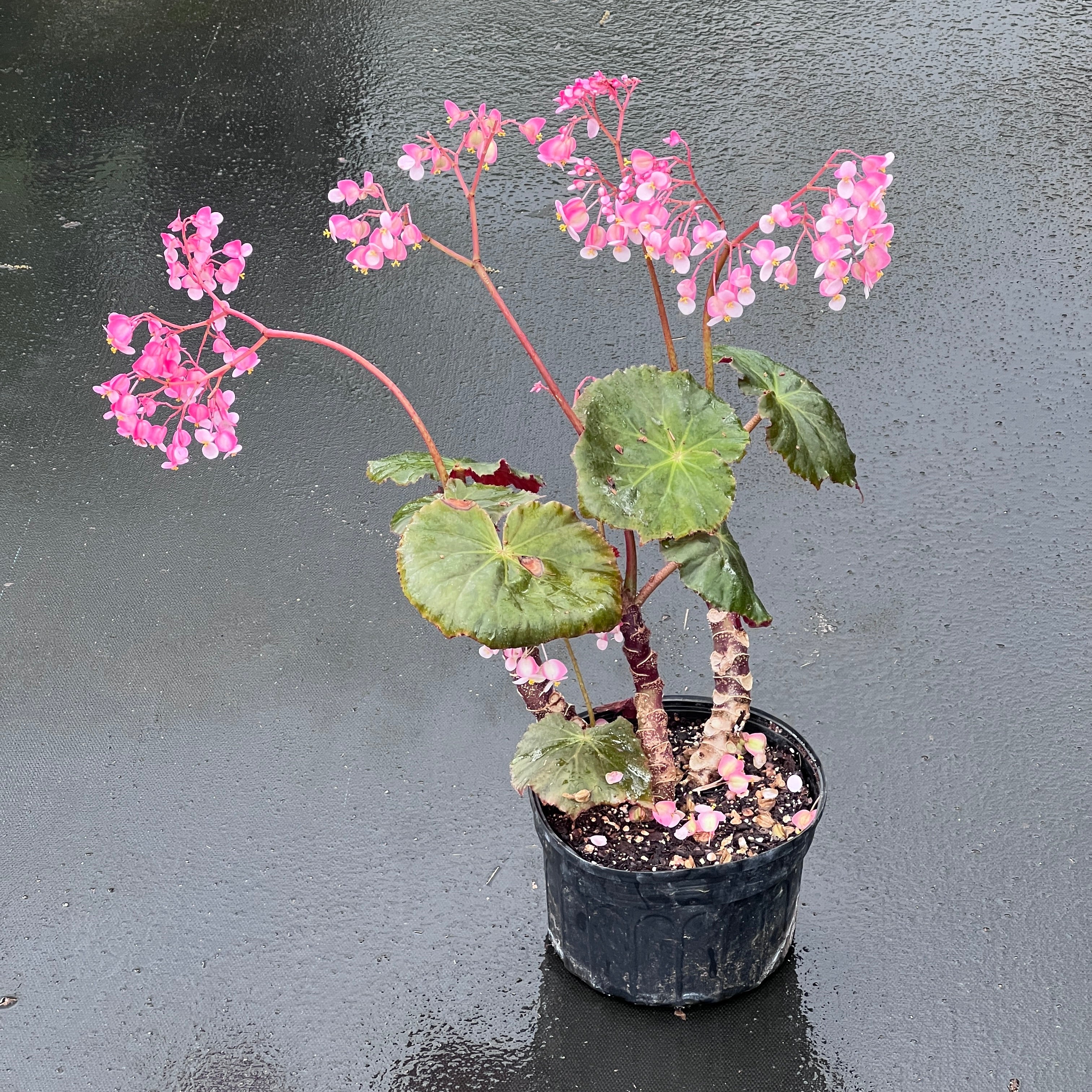 Begonia 'Plum Gorgeous' - Image 2