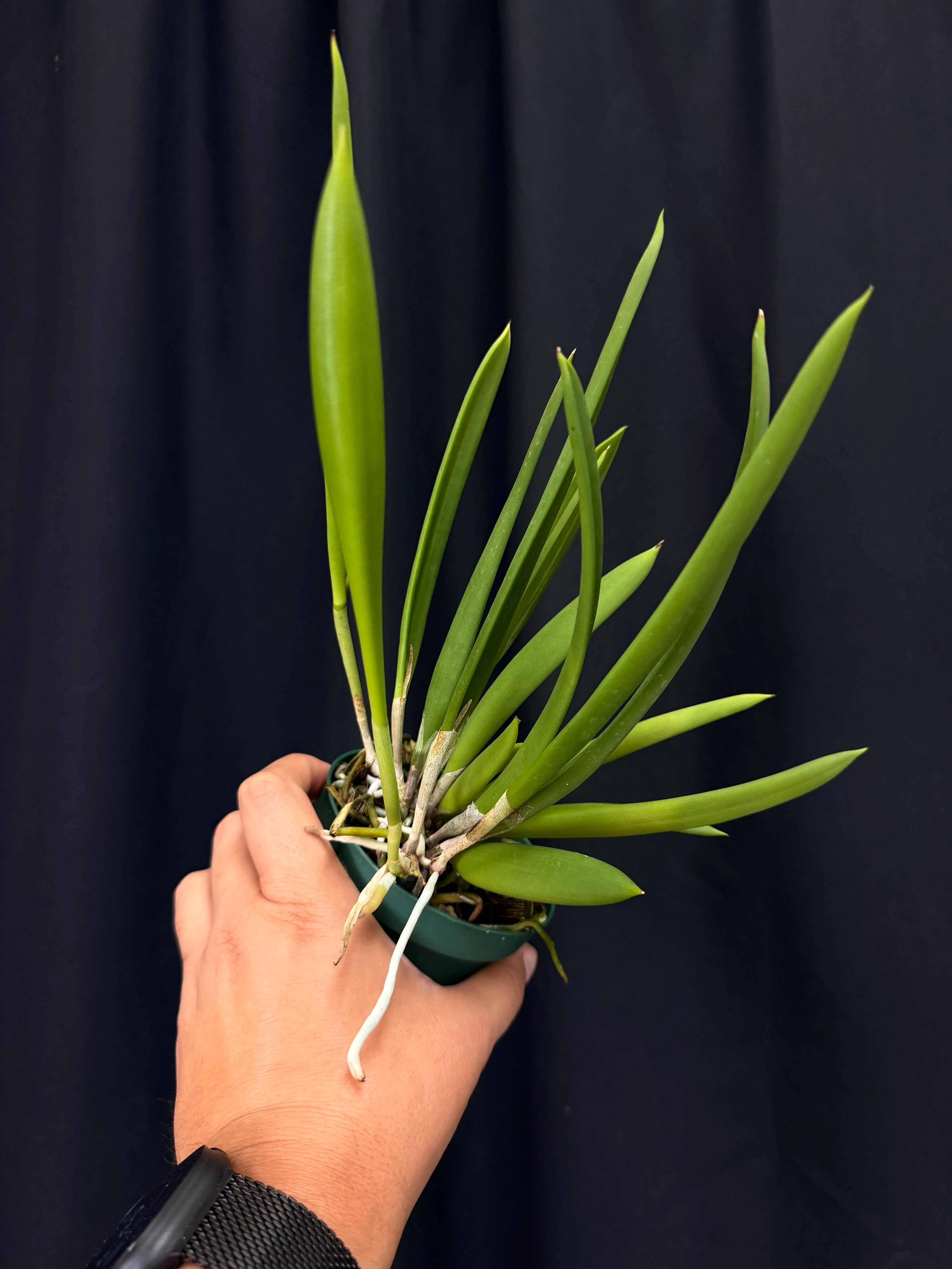Brassavola nodosa - Image 3