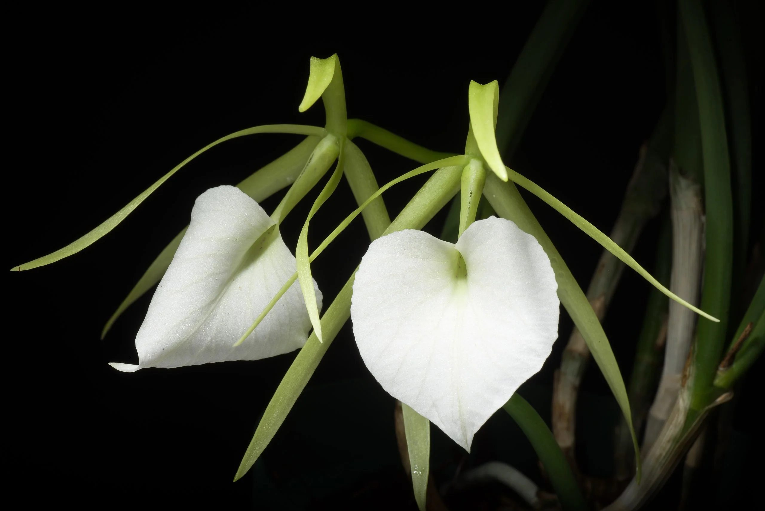 Brassavola nodosa - Image 4