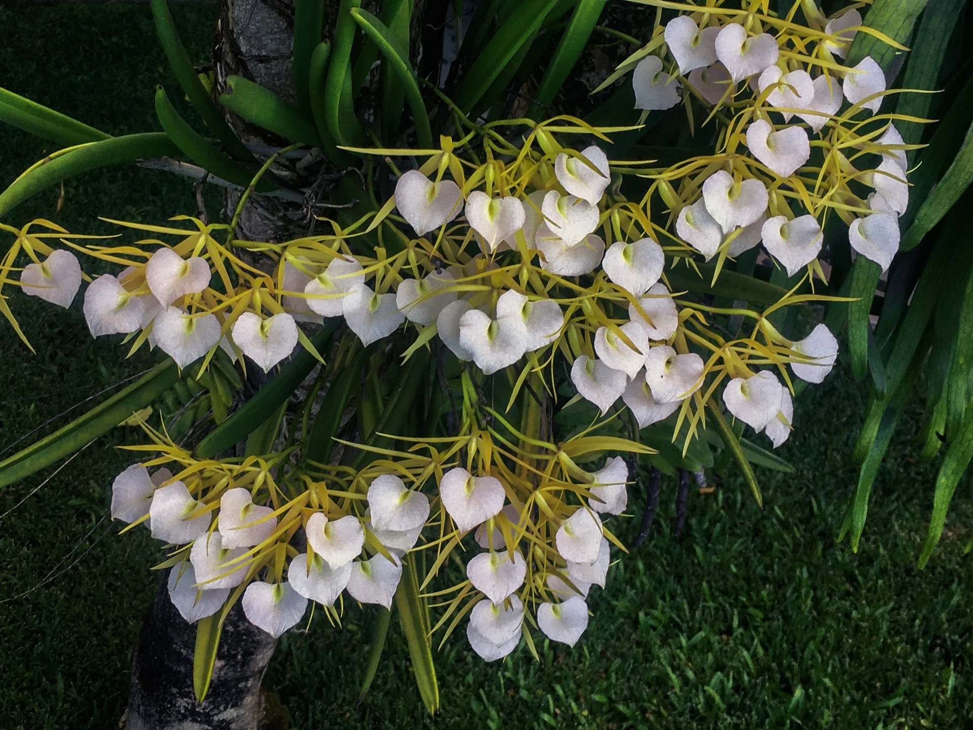 Brassavola nodosa - Image 5