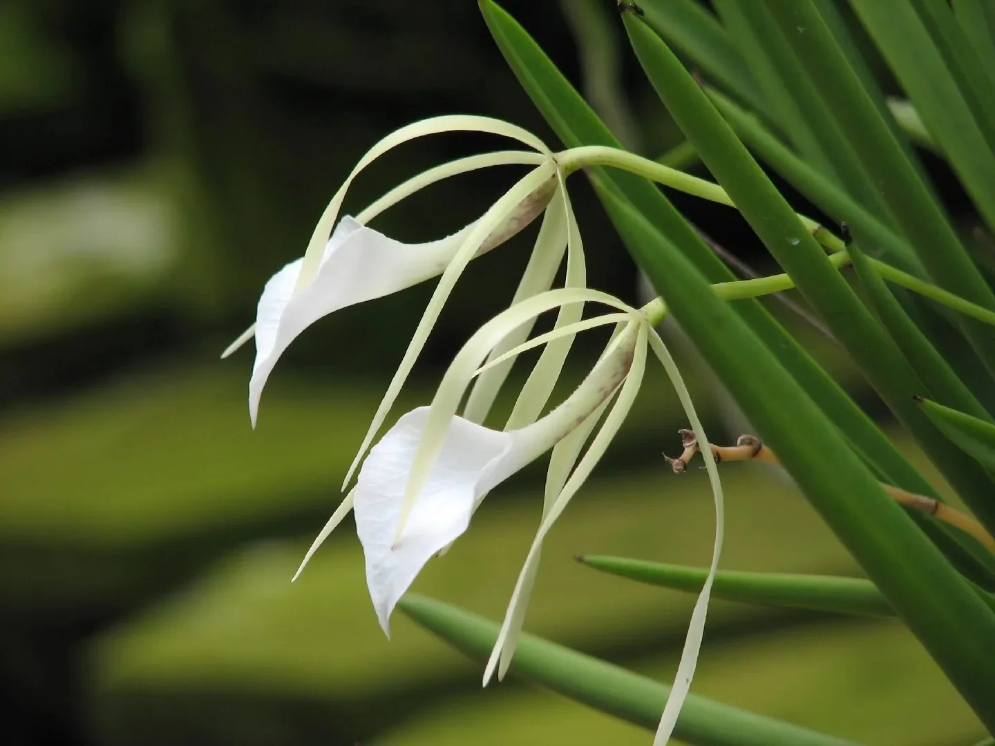 Brassavola nodosa - Image 6