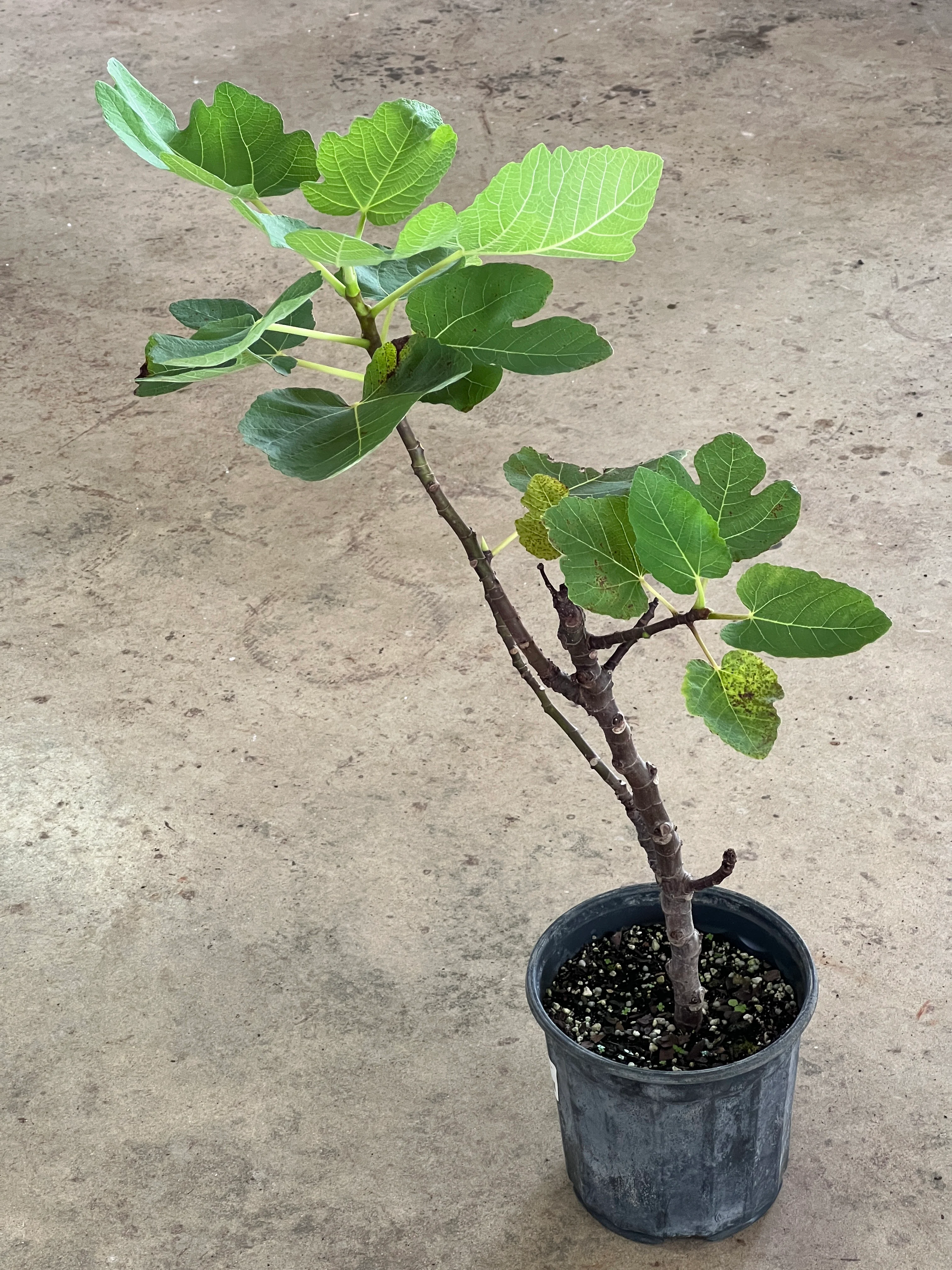 Ficus carica 'Brown Turkey' - Image 2
