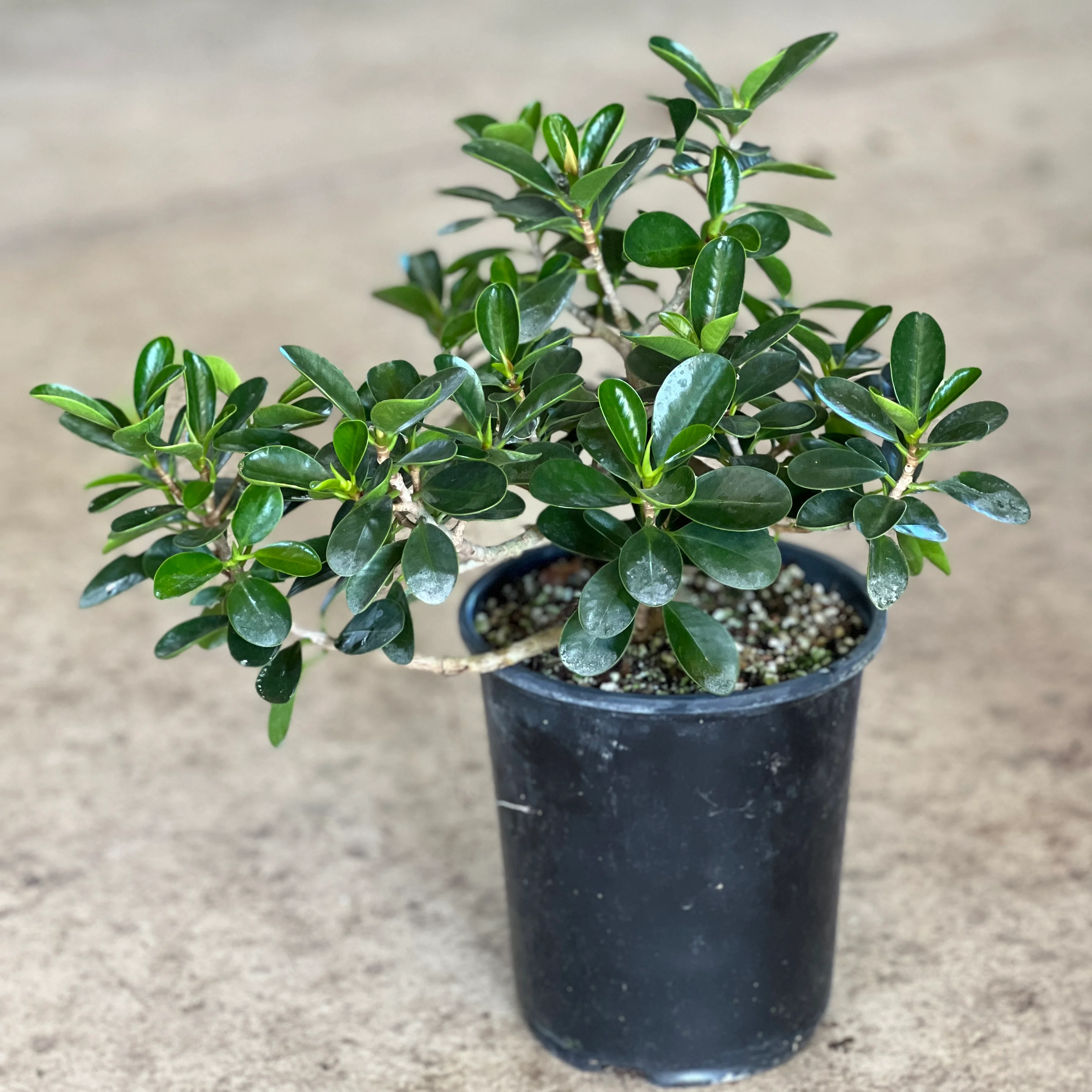 Ficus microcarpa 'Mini Cup Leaf' - Image 2