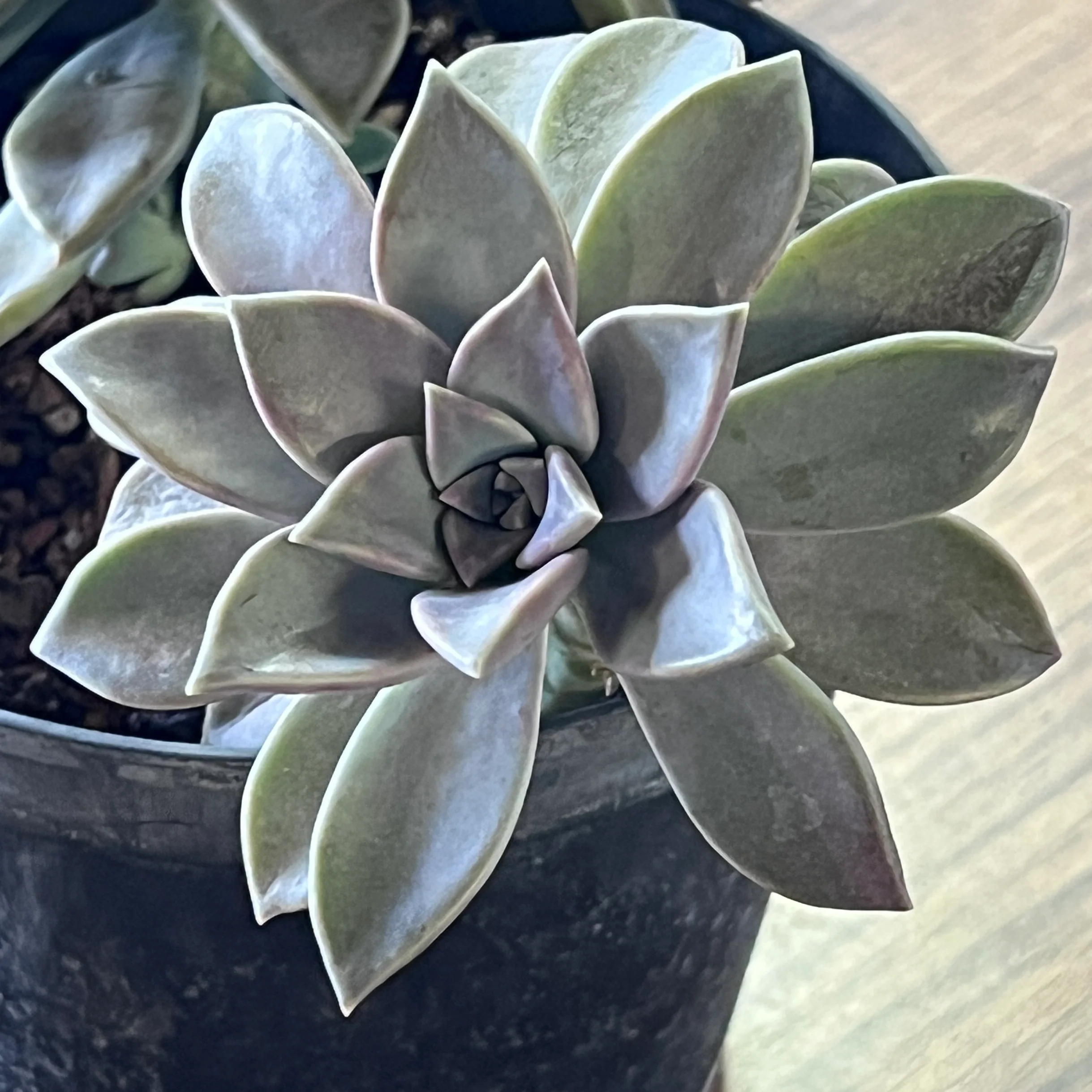 Graptopetalum paraguayense - Image 3