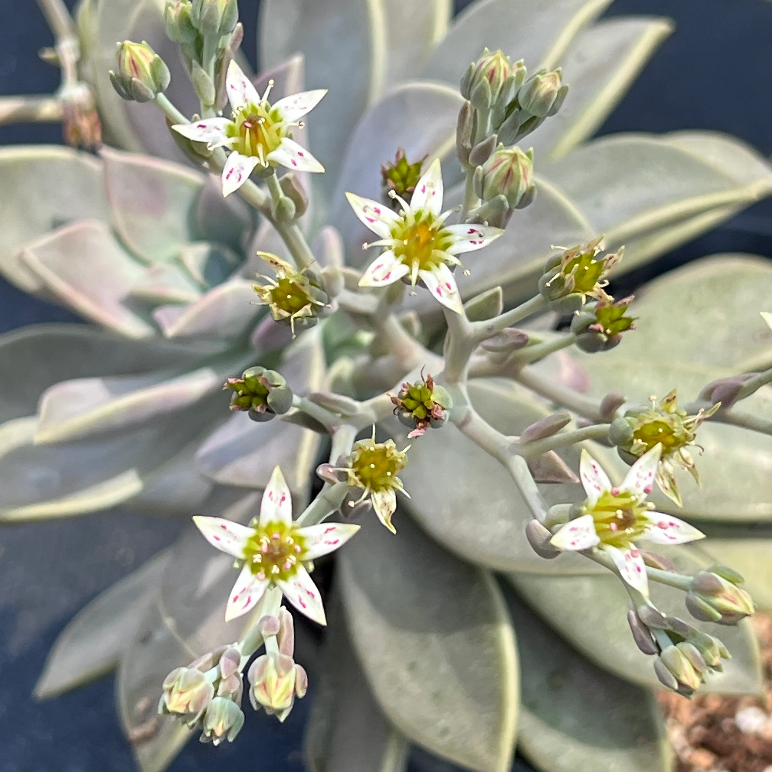 Graptopetalum paraguayense - Image 4
