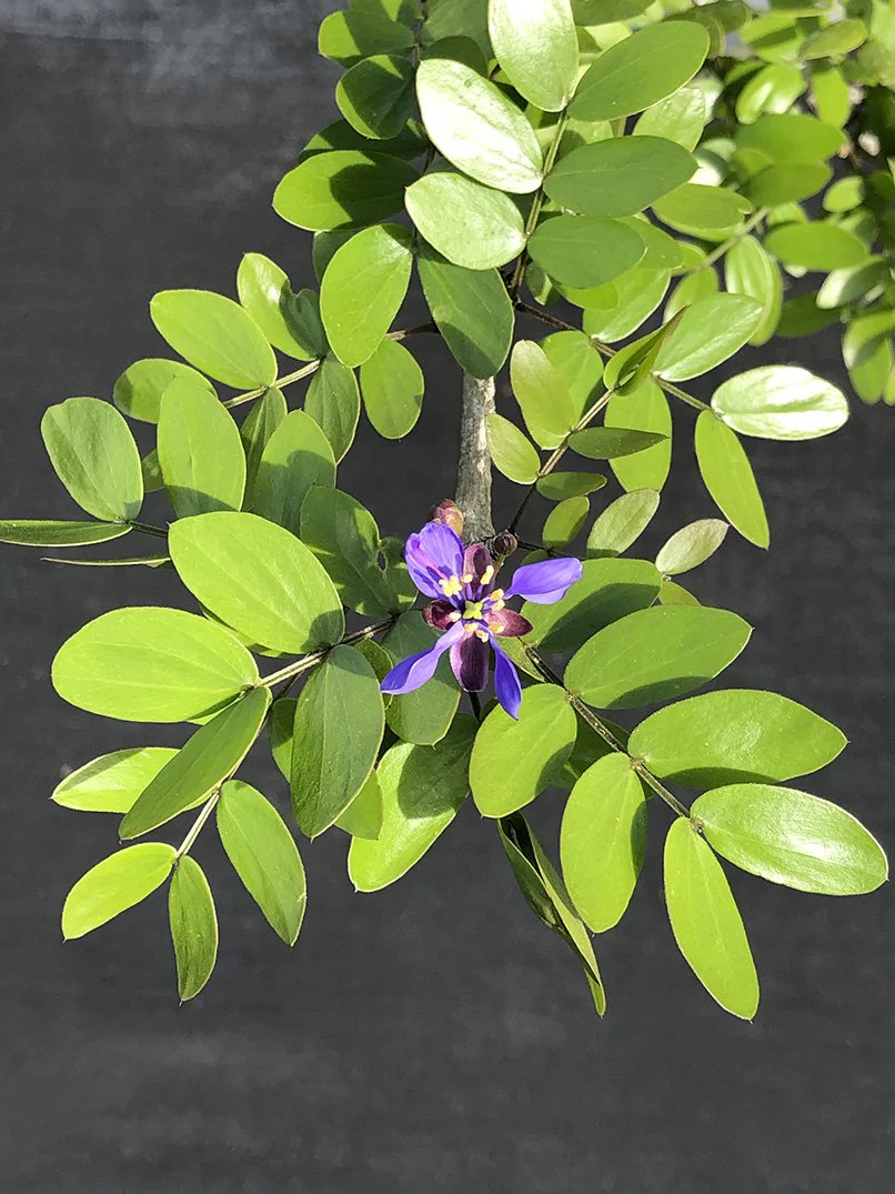 Native Plants