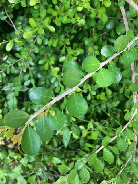 Gymnosporia diversifolia - Image 2