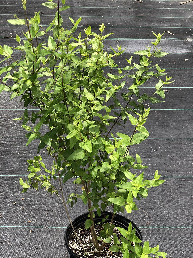 Koanophyllon villosum - Image 4