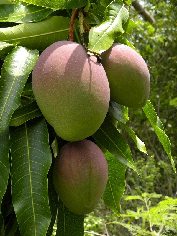 Fruit Trees