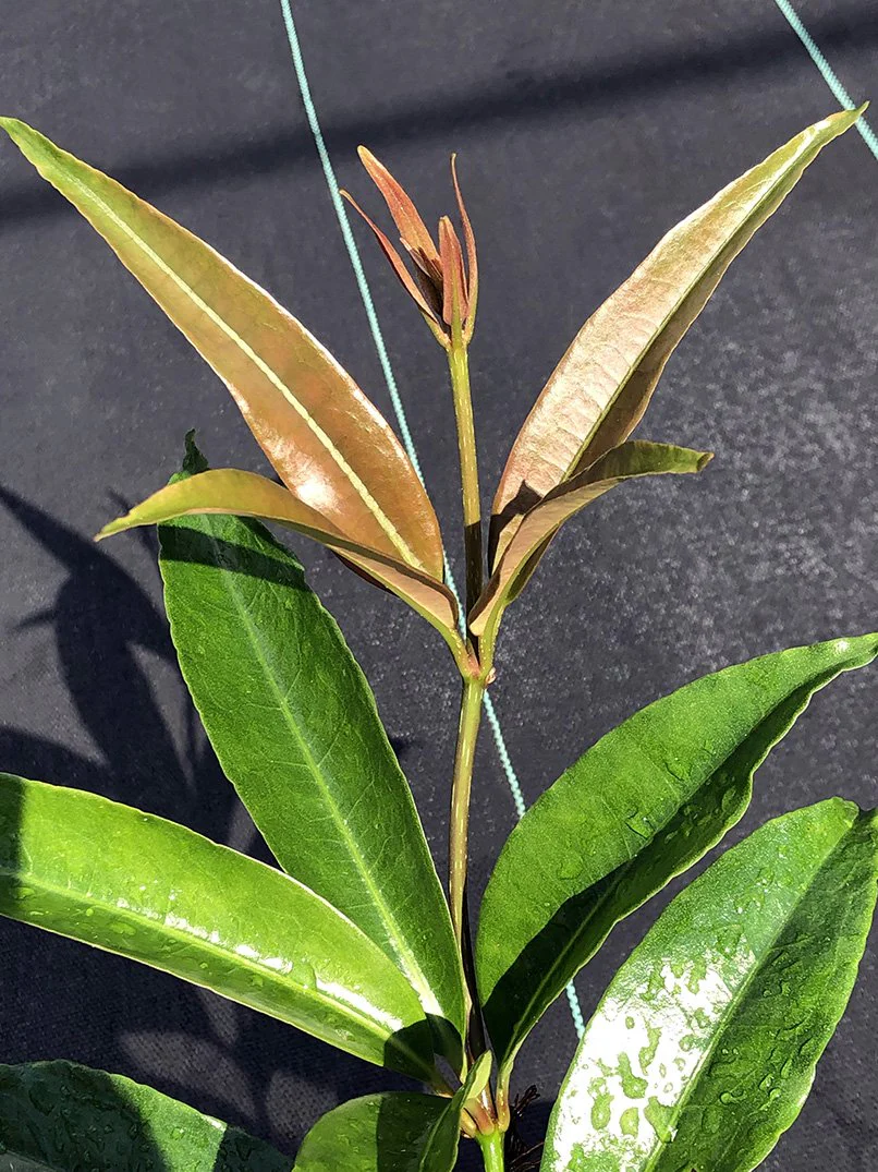 Medinilla balls-headleyi - Image 2