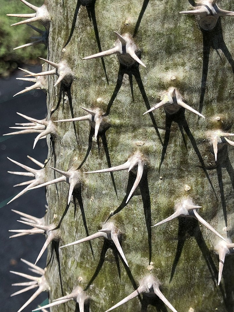 Pachypodium lamerei - Image 5
