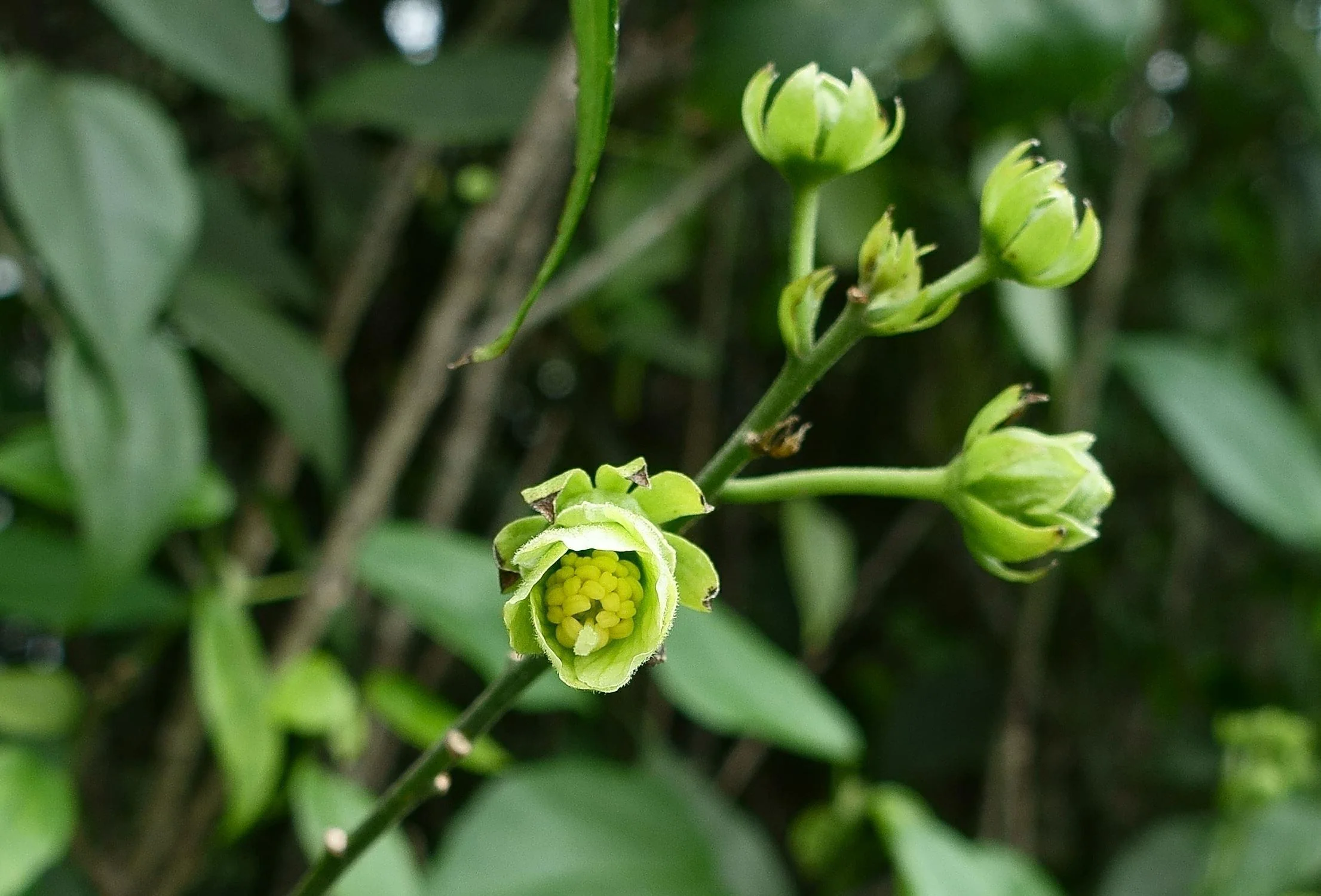 Pavonia paludicola - Image 4
