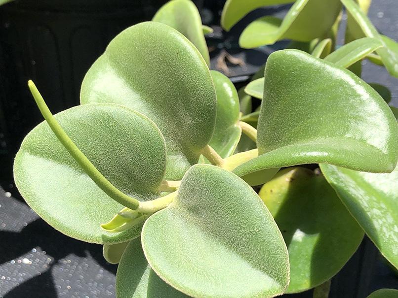 Peperomia incana - Image 2