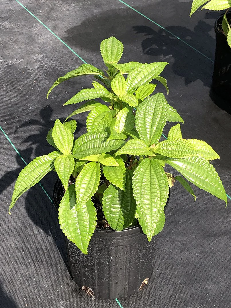 Pilea grandifolia - Image 3