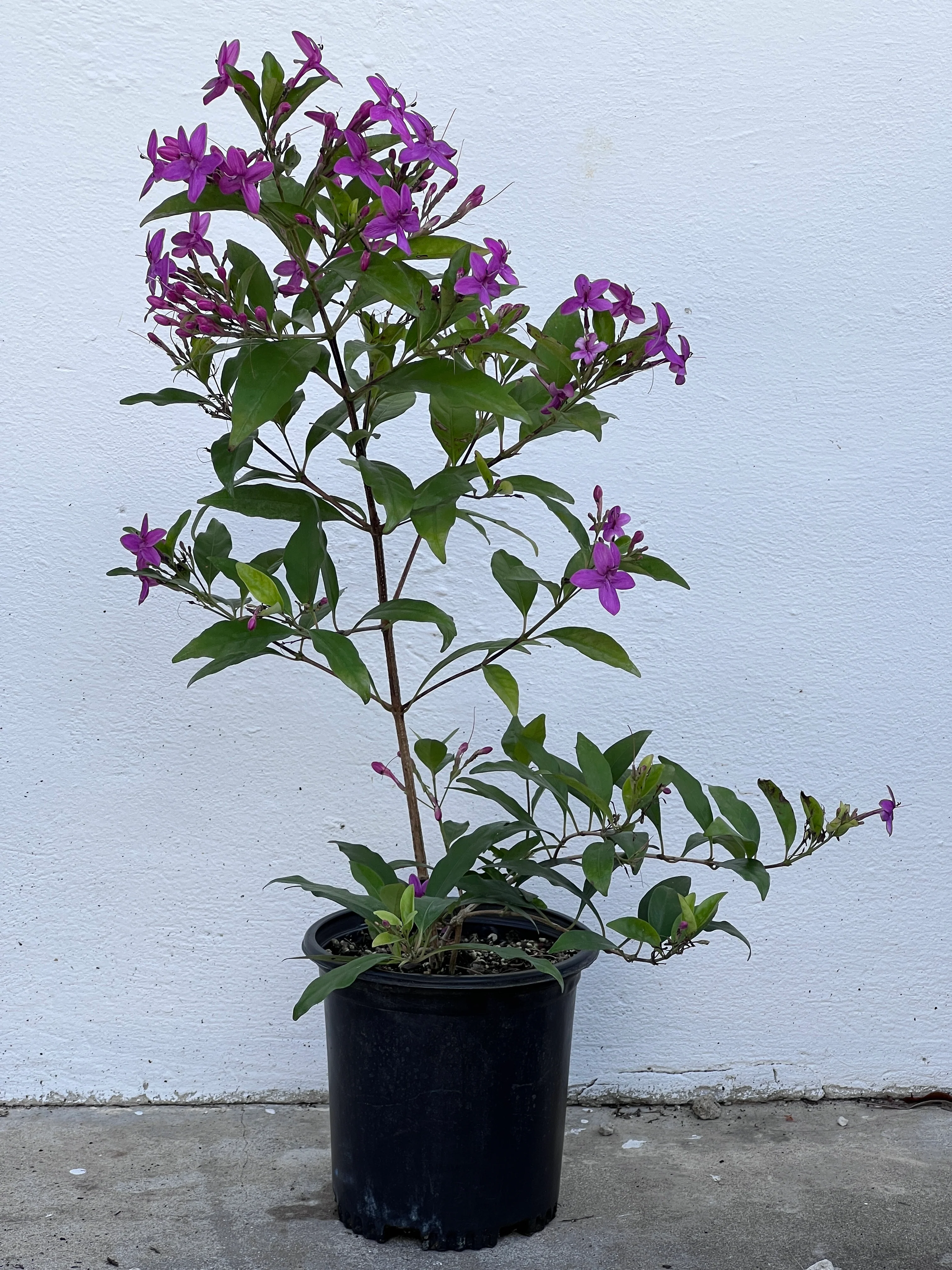 Pseuderanthemum laxiflorum - Image 2