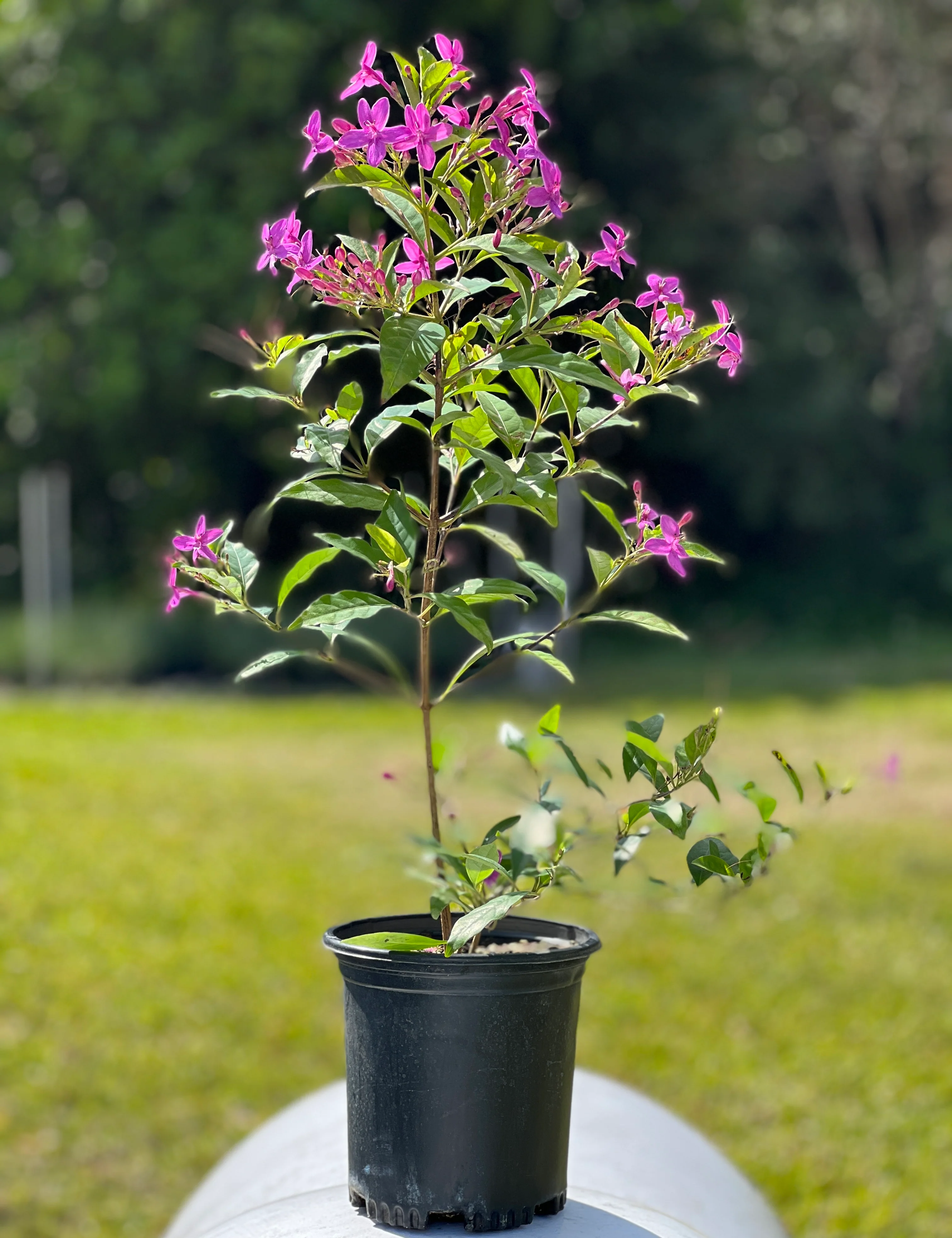 Pseuderanthemum laxiflorum - Image 3