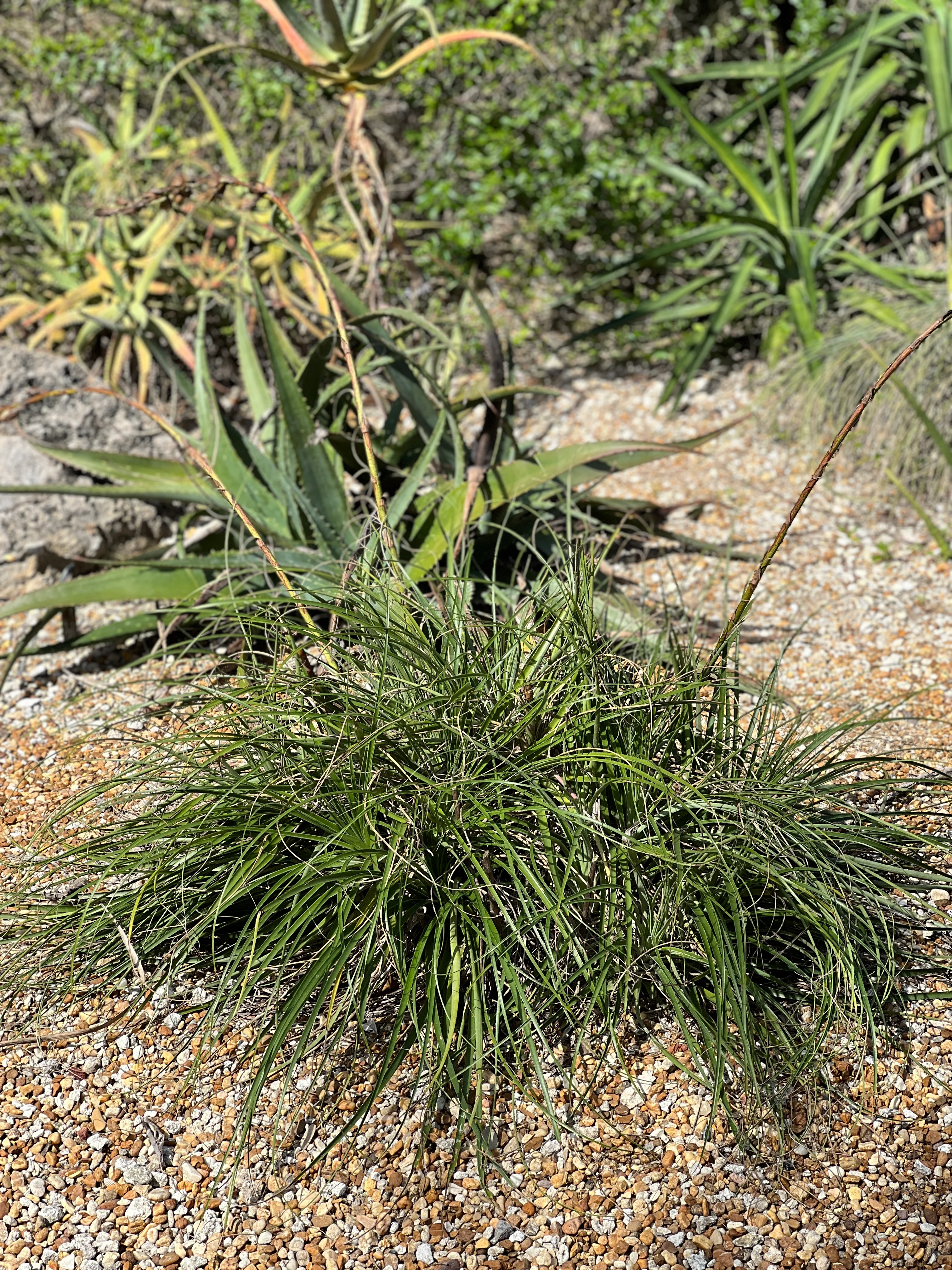 Puya mirabilis - Image 4