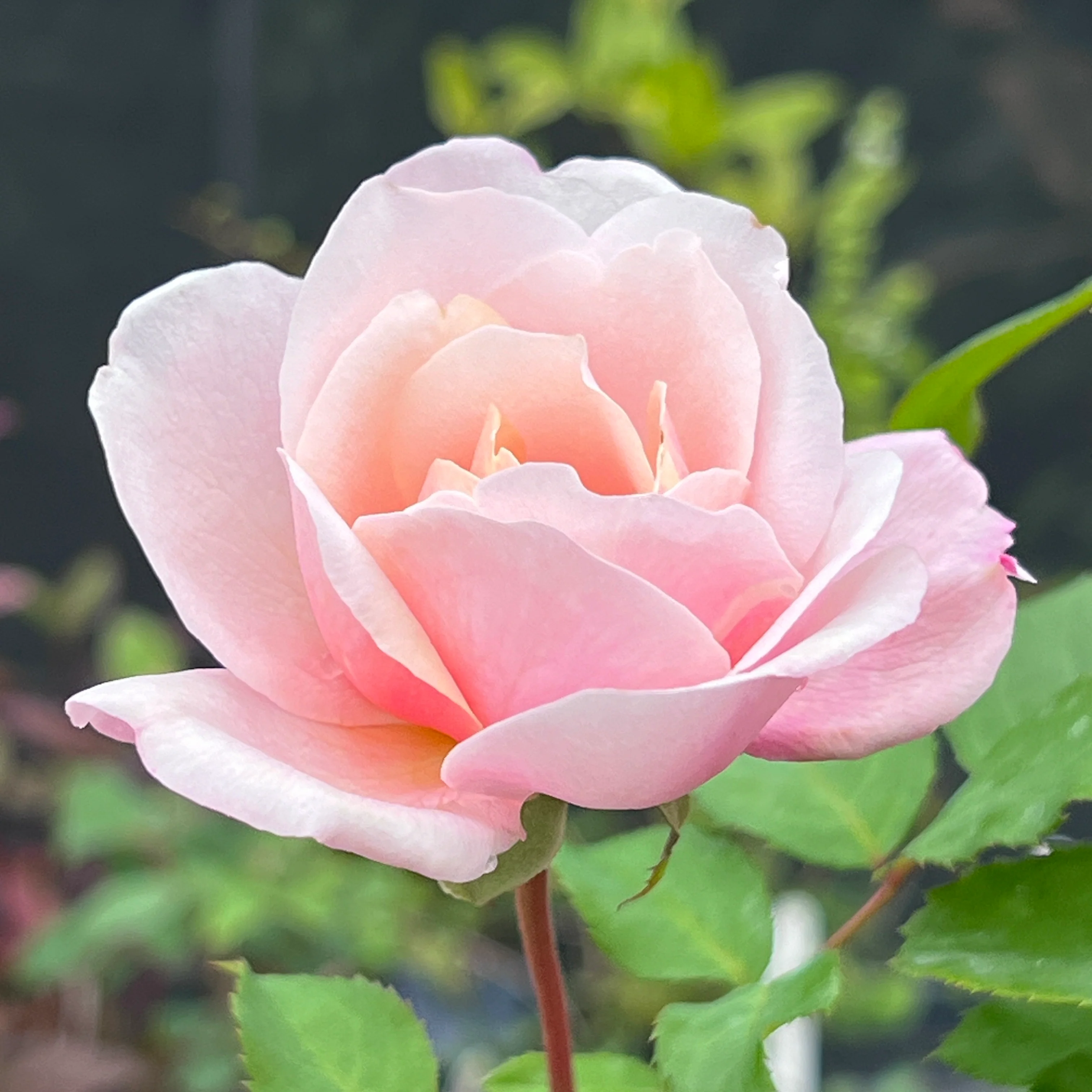 Rosa ‘Creamy Pink’ - Image 2