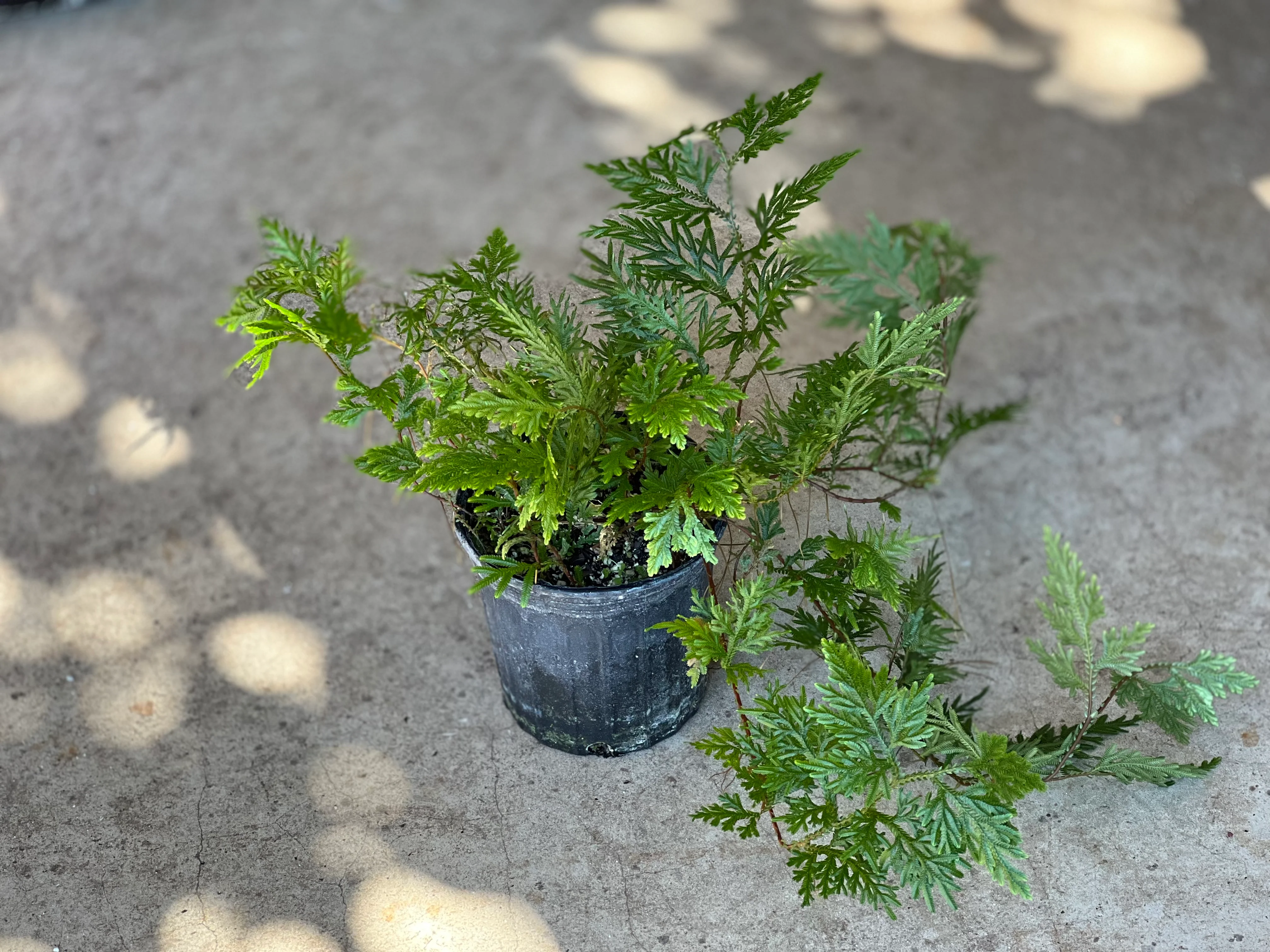 Selaginella plana