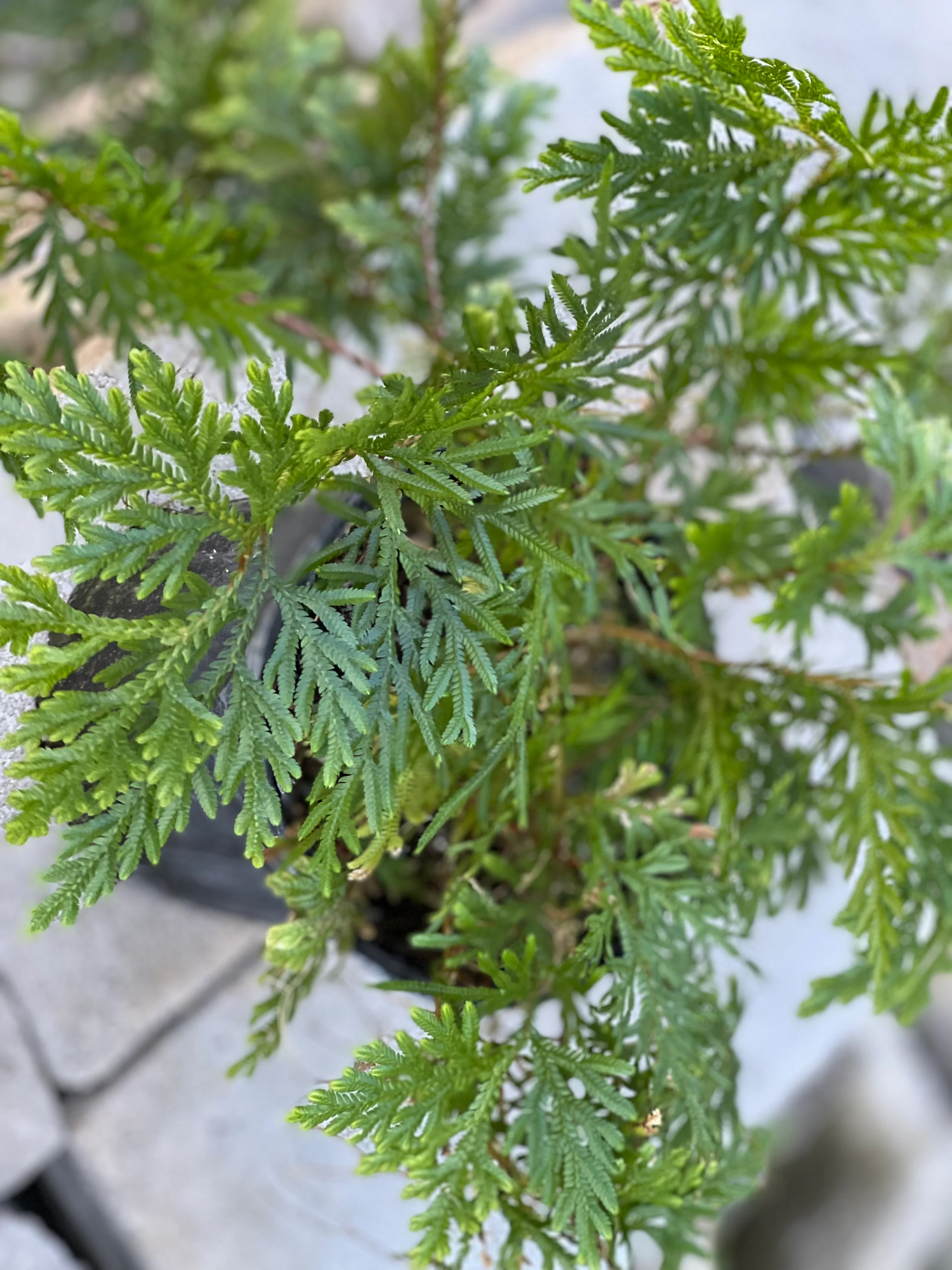 Selaginella plana - Image 2