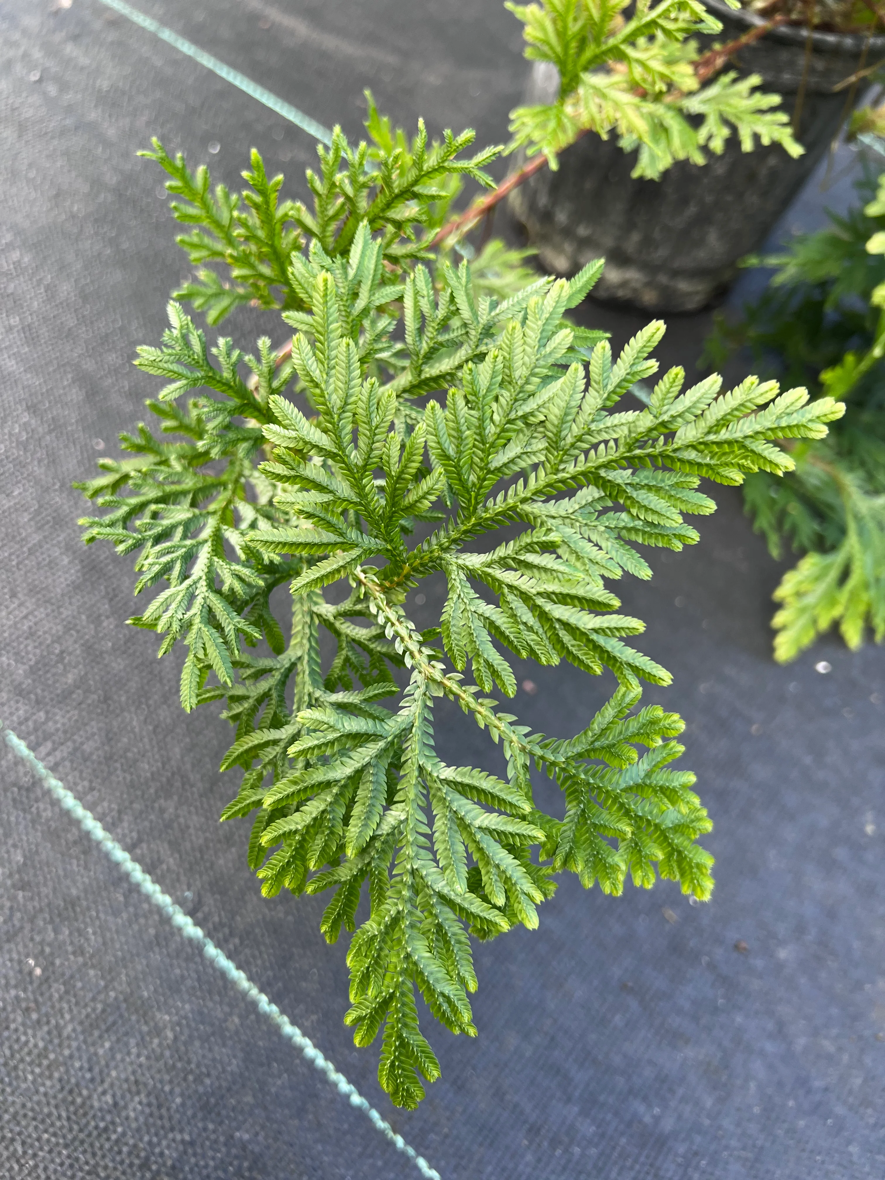 Selaginella plana - Image 3