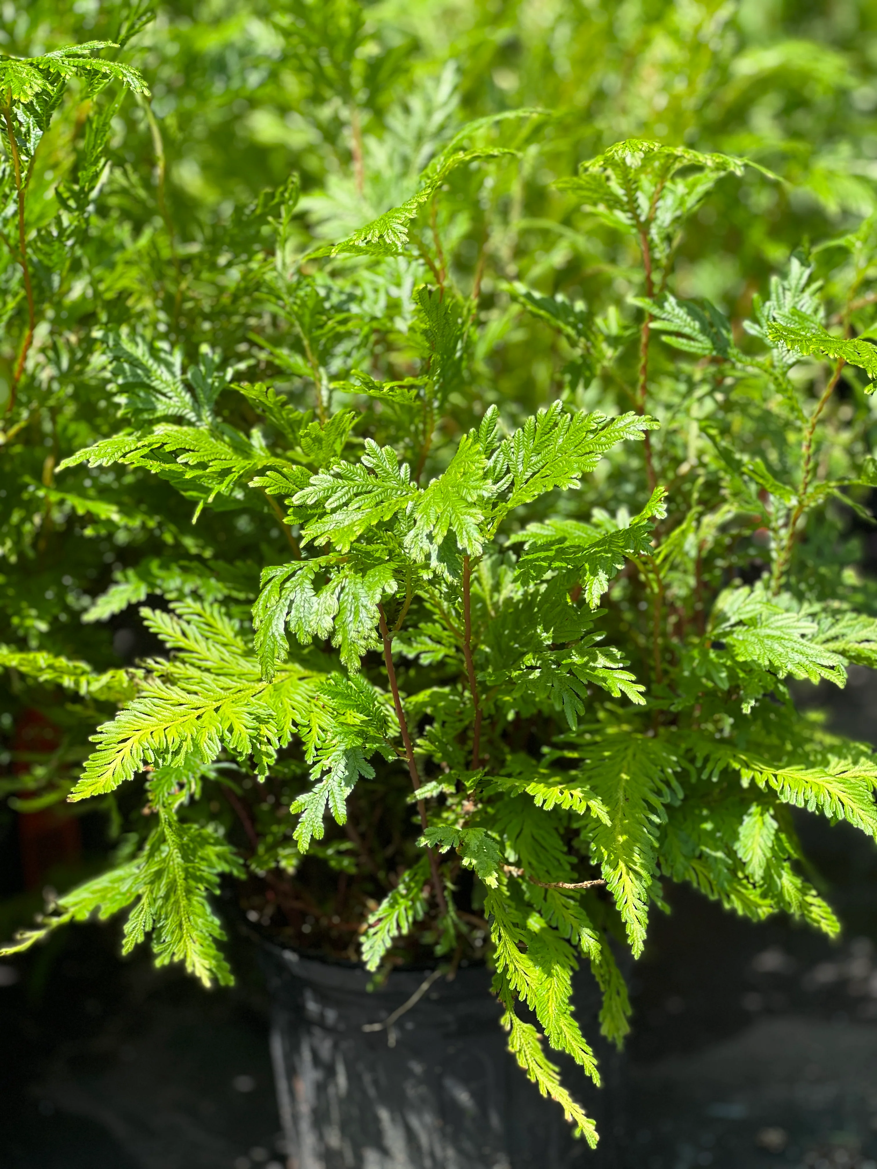 Selaginella plana - Image 4