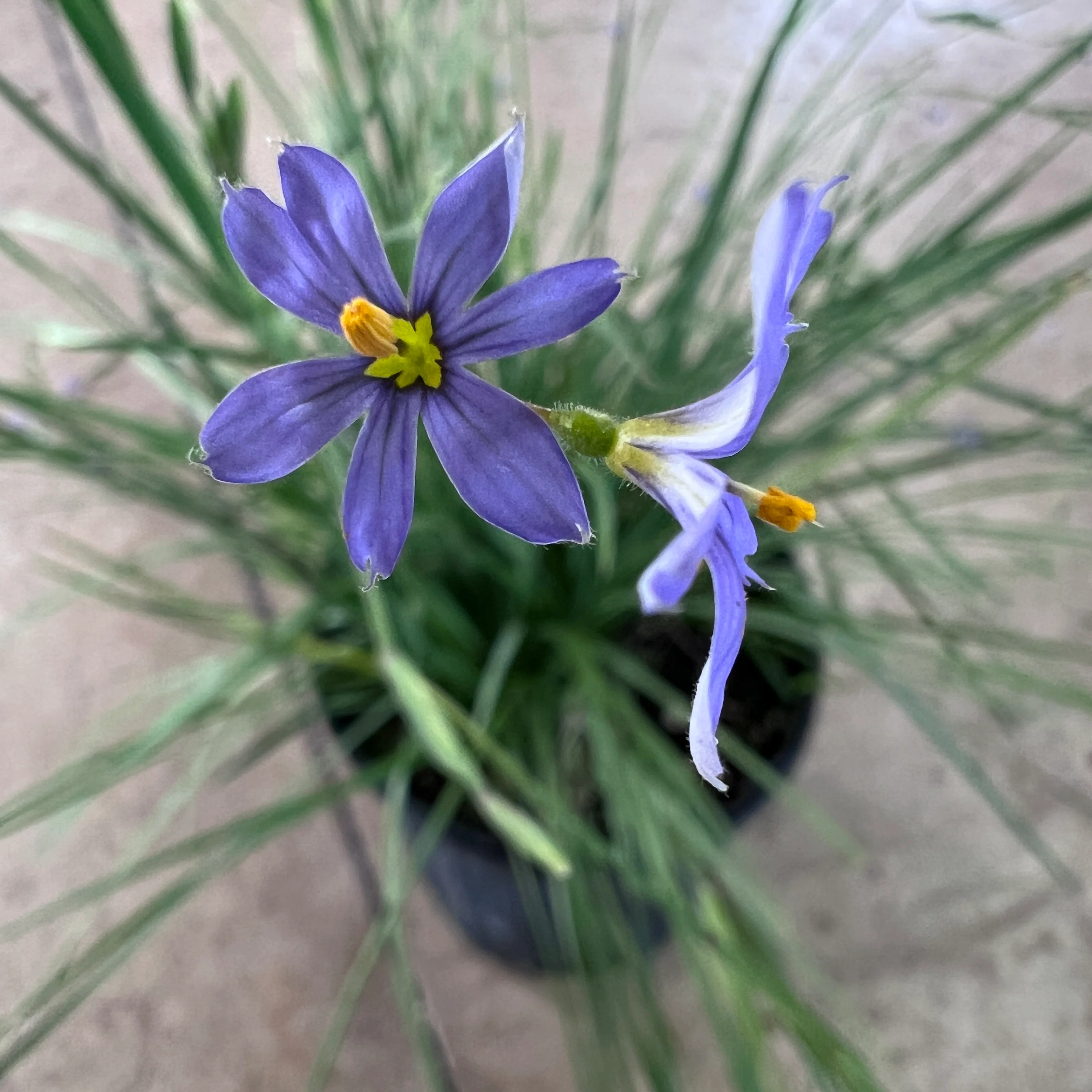 Most Gifted Plants