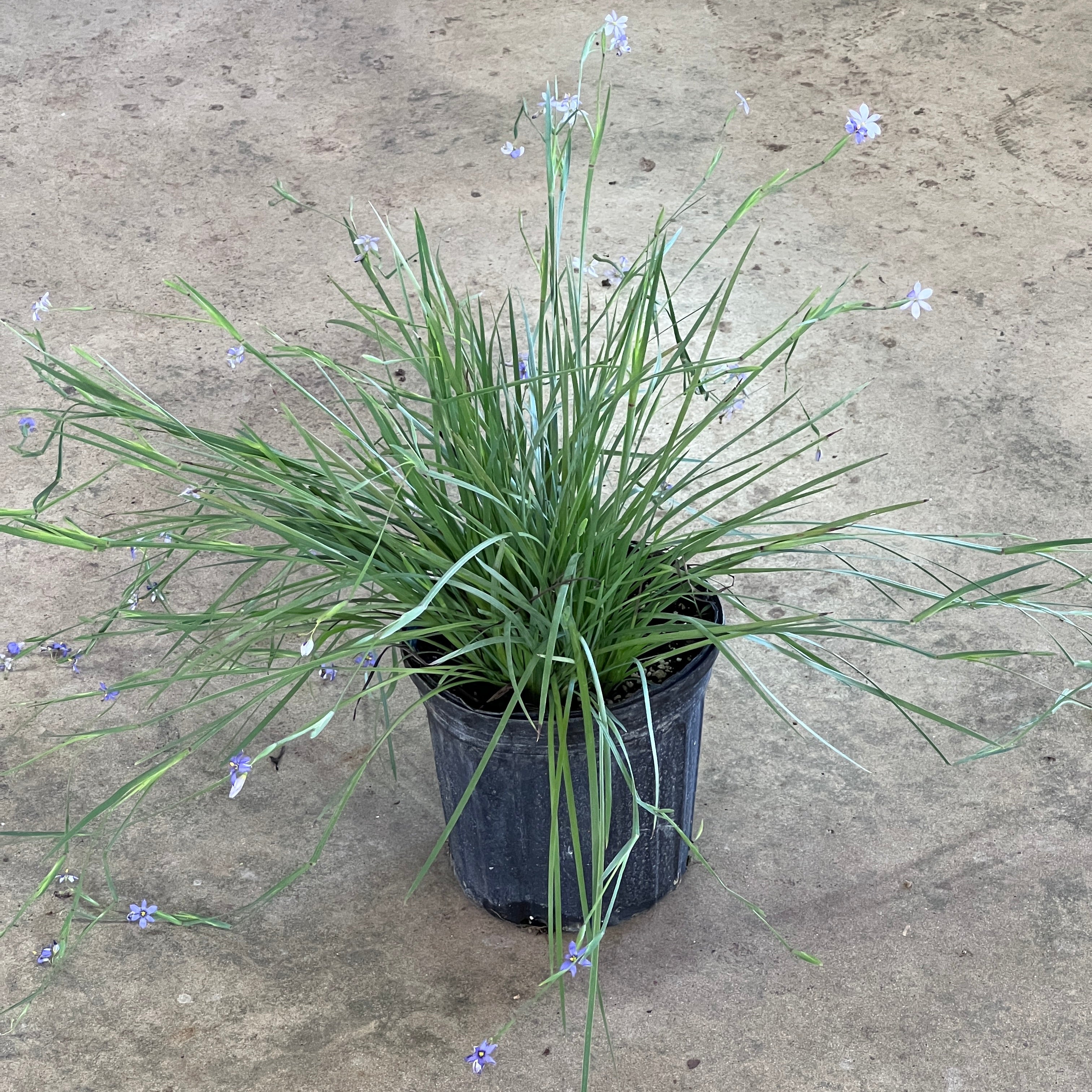 Sisyrinchium angustifolium - Image 2
