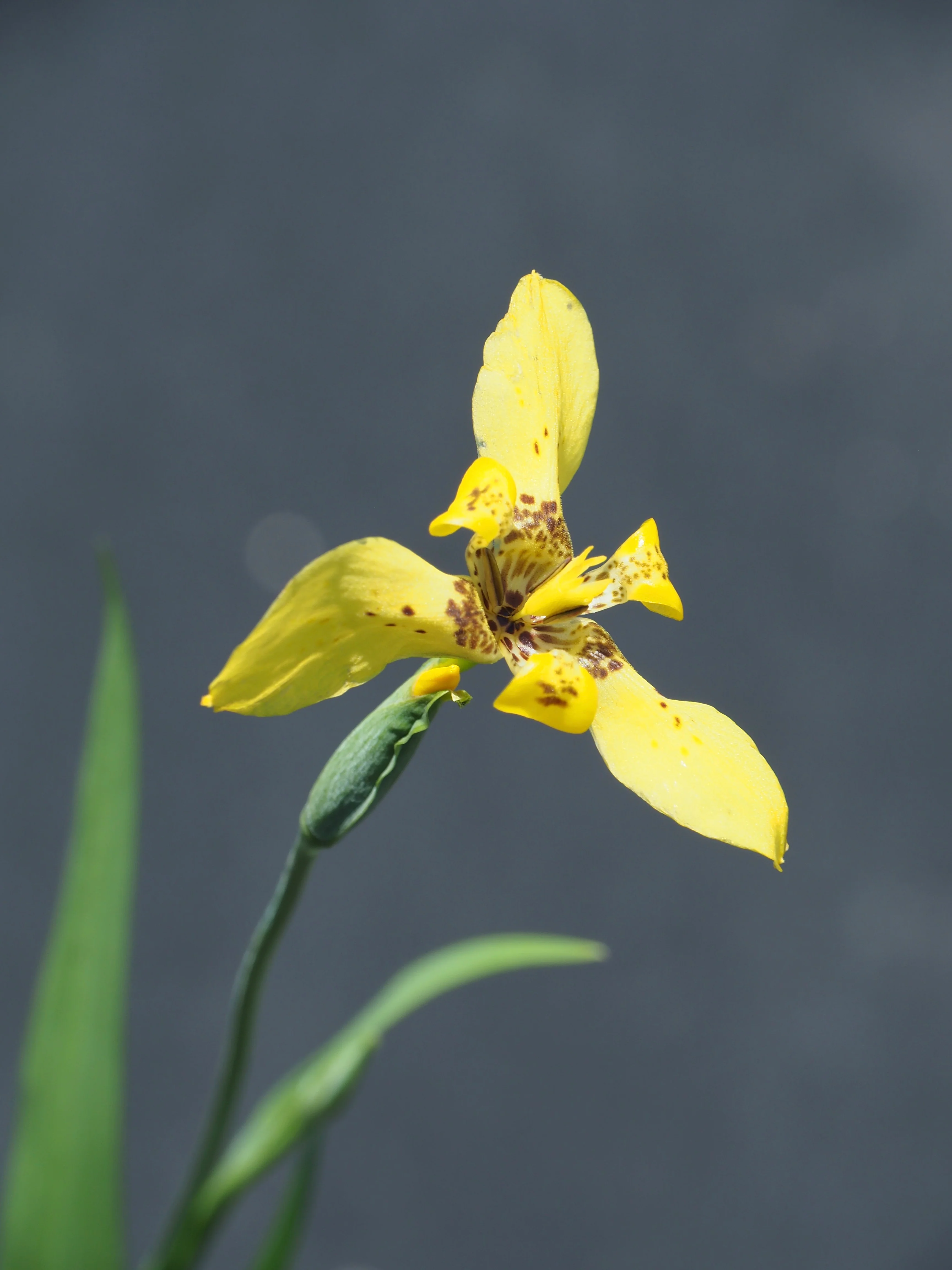 Trimezia steyermarkii