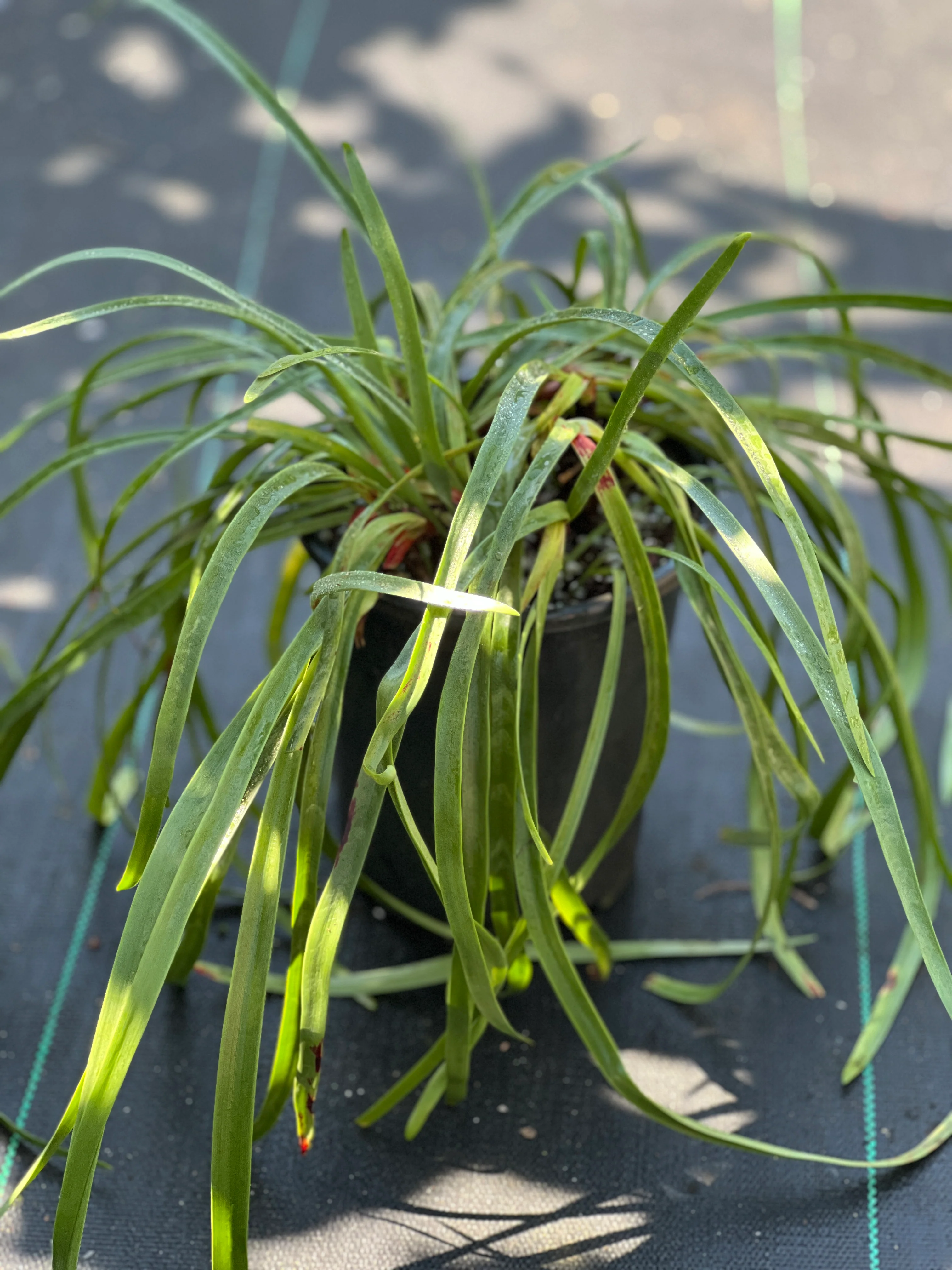 Zephyranthes grandiflora - Image 2